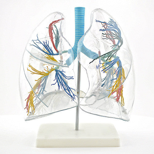 Transparent Lung Model (2 times life size)