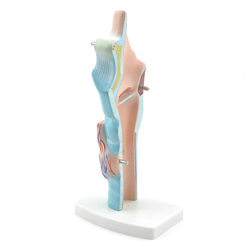 Budget Larynx Model (3 times life size, 3 part)