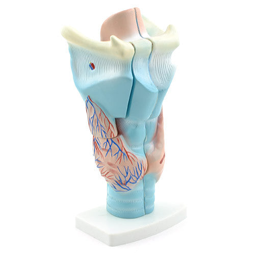 Budget Larynx Model (3 times life size, 3 part)