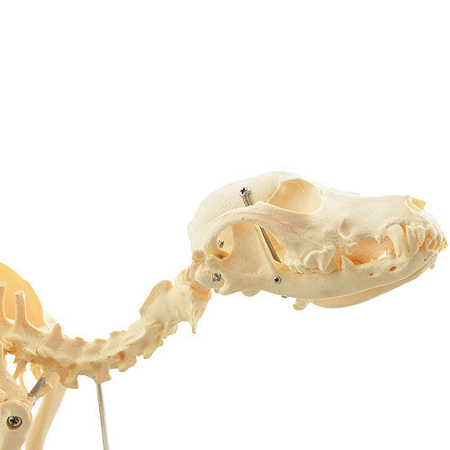Budget Canine Skeleton Model (Medium)