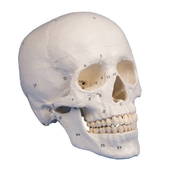 Numbered Skull Model (3 part)