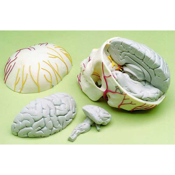 Brain in Neurovascular Skull Model (8 part)