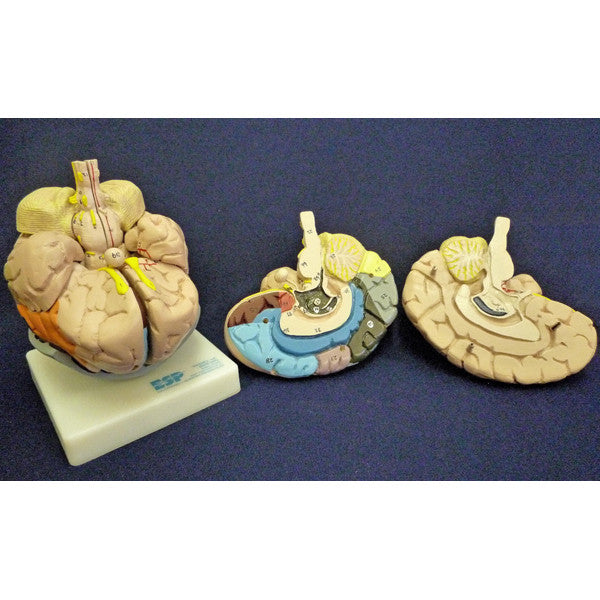 Life-size Colour-coded Brain Model (2 part)