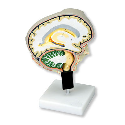 Brain Section Model (Medial and Sagittal Cuts)