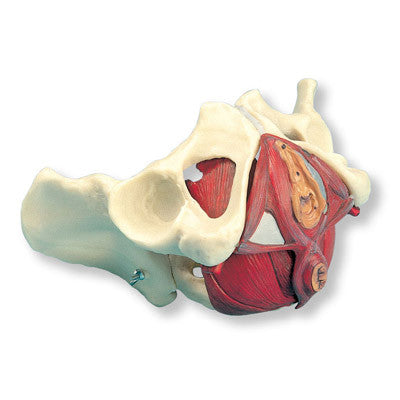 Pelvis Model with Pelvic Floor (5 part)