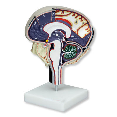 Cerebrospinal Fluid Circulation Model