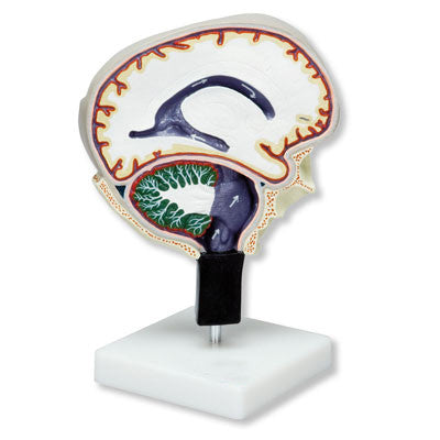 Cerebrospinal Fluid Circulation Model