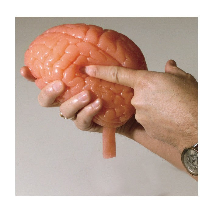 Biolike Soft Brain Model