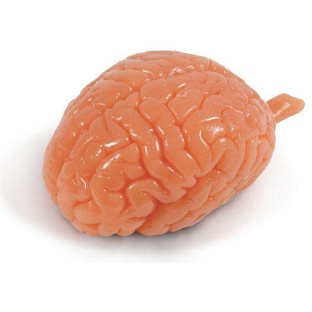 Biolike Soft Brain Model