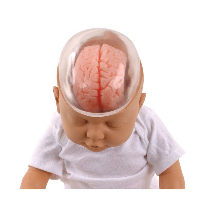 Shaken Baby Demonstration Model