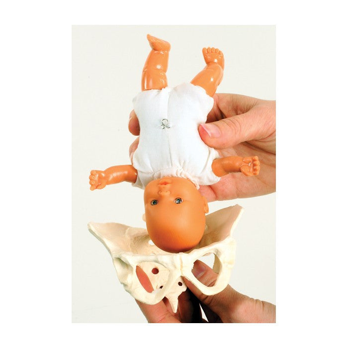 Pocket Childbirth Model Set (Uterus, Pelvis + Baby)