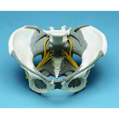 Female Pelvis Model With Nerves