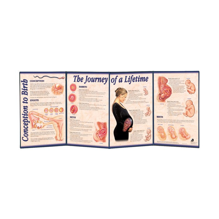 Conception To Birth Folding Display