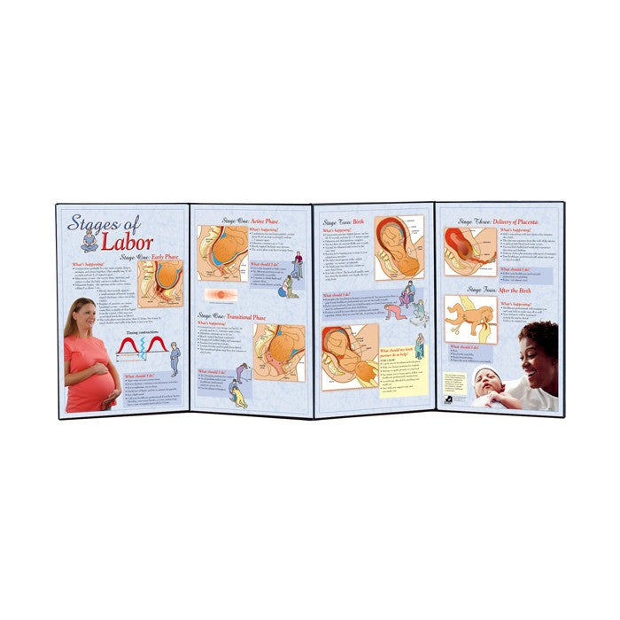 Stages Of Labour Folding Display