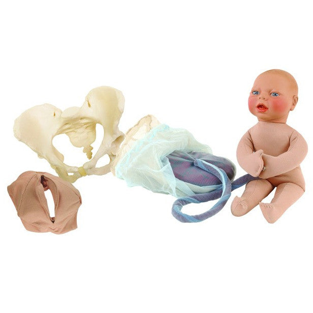 Childbirth Model Set : Pelvis, Foetal doll, Perineum, and Placenta