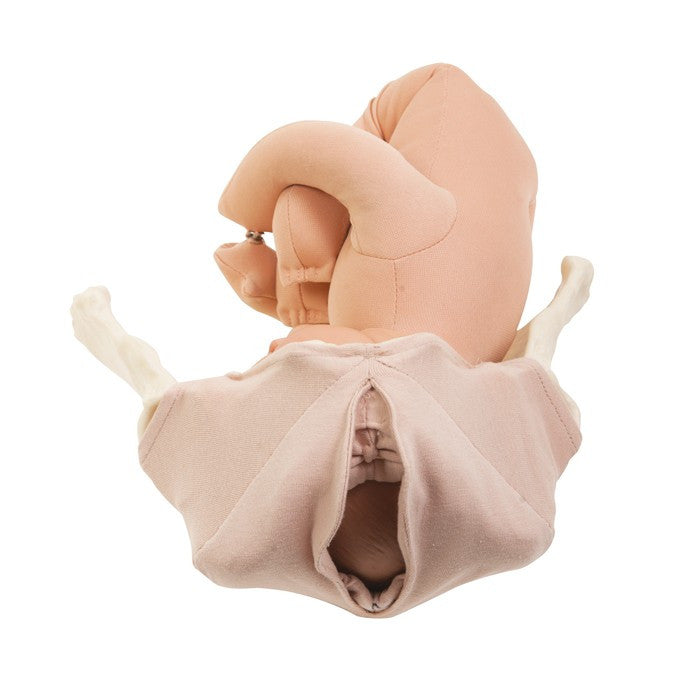 Childbirth Model Set : Pelvis, Foetal doll, Perineum, and Placenta
