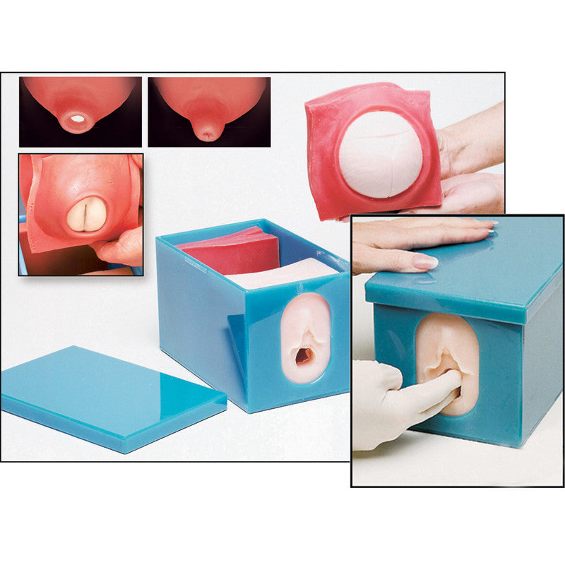 Foetal Monitoring and Labour Progress Model Set