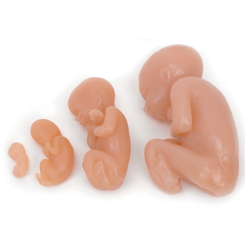 Foetus Model Set (4 part)