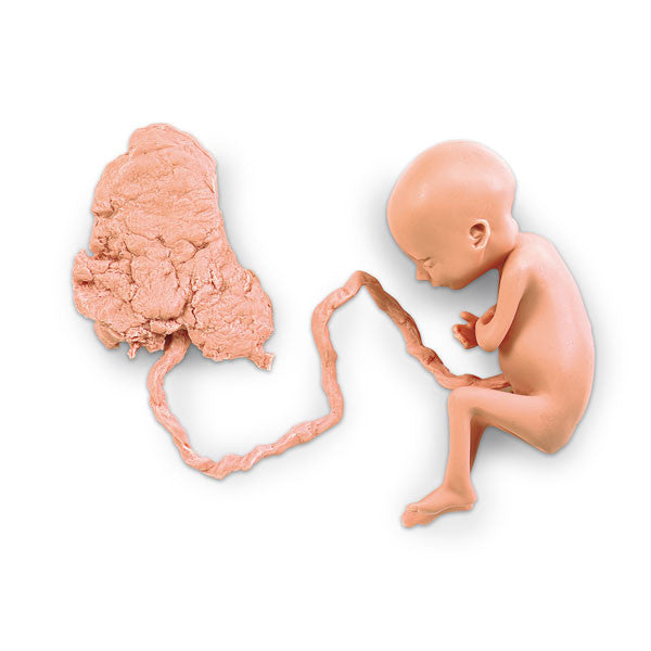 Foetus Model with Placenta (7 months old, Female)