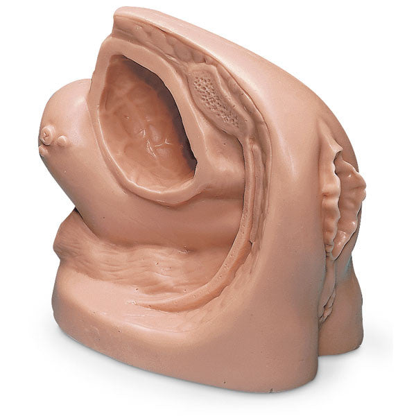Female Catheter Model