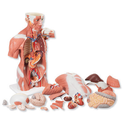 Life-Size Muscle Torso (27 part)