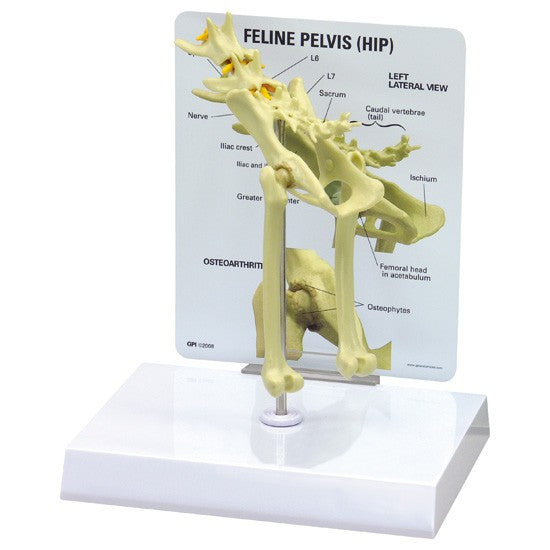 Feline Hip / Pelvis Model