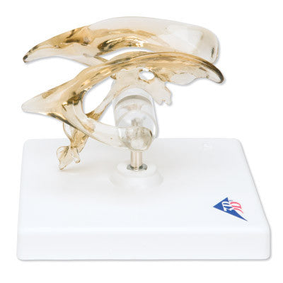 Brain Ventricle Model