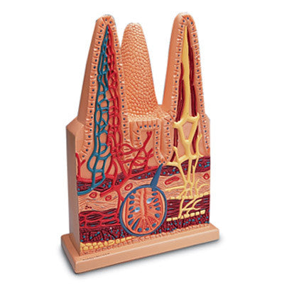 Intestinal Villi Model (X 100 times enlarged)