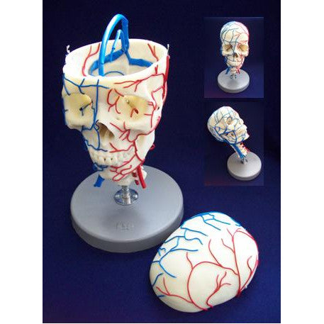 Vascular Skull Model