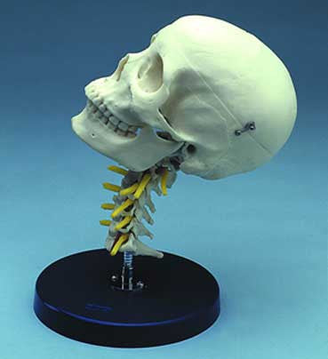 Cervical Skull Model