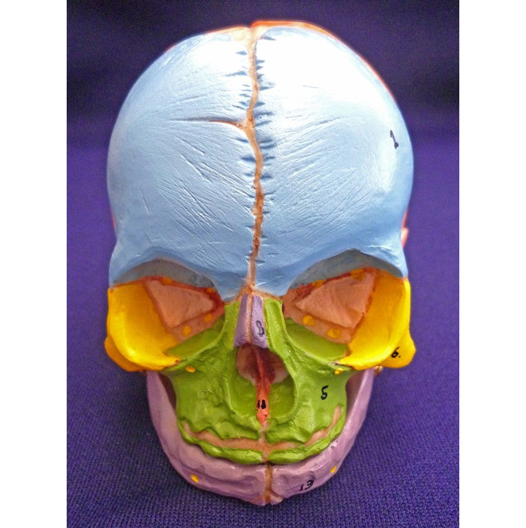 Coloured Foetal Skull Model with Cranial Nerves