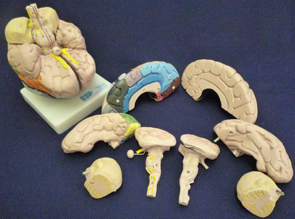 Colour-coded Brain Model (8 part)