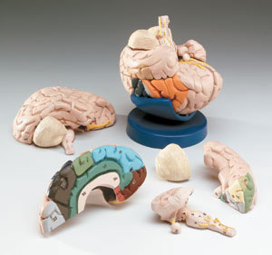 Colour-coded Brain Model (8 part)