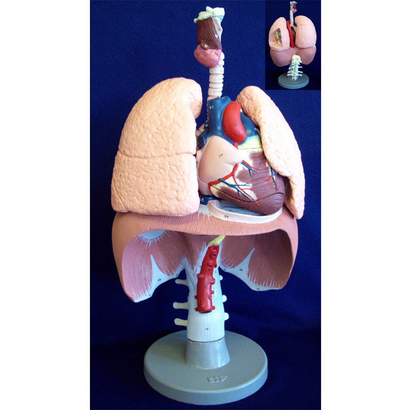 Respiratory Organs Model