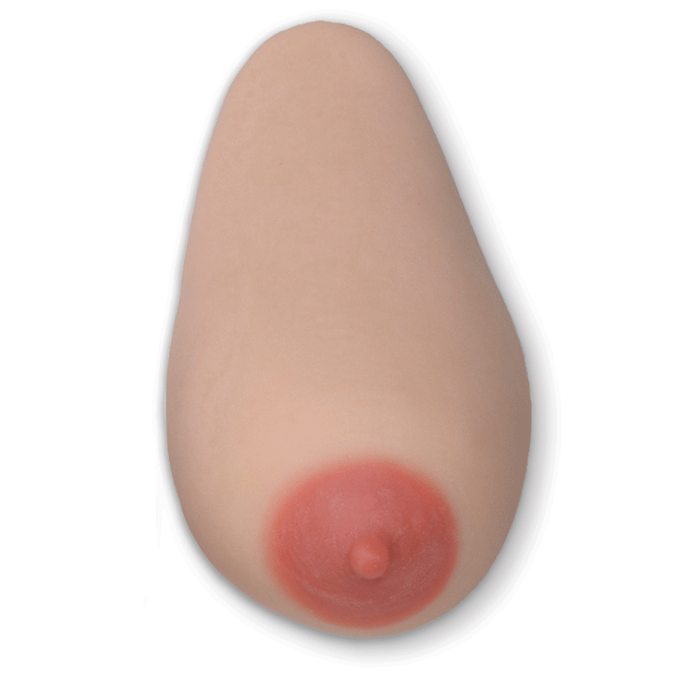 Breastfeeding Model 78900 | Lactation Education | Health Edco AnatomyStuff Breastfeeding Model 78900 | Lactation Education | Health Edco AnatomyStuff