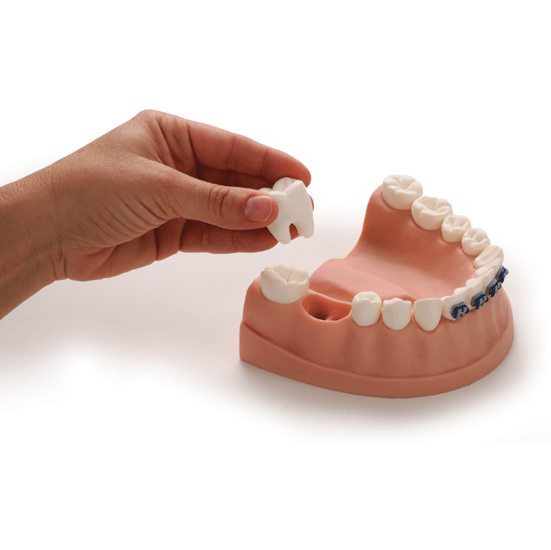 Dental Demonstration Model