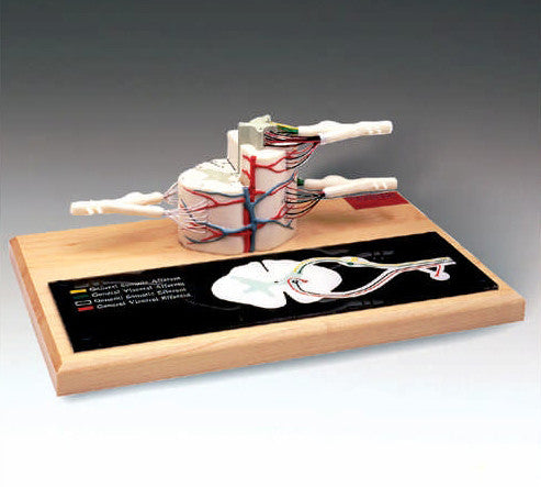 Spinal Cord Model (5 times life size)