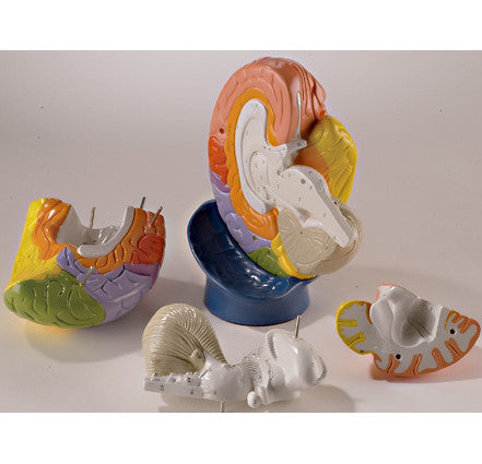 Giant Regional Brain Model (2 times life size, 4 part)