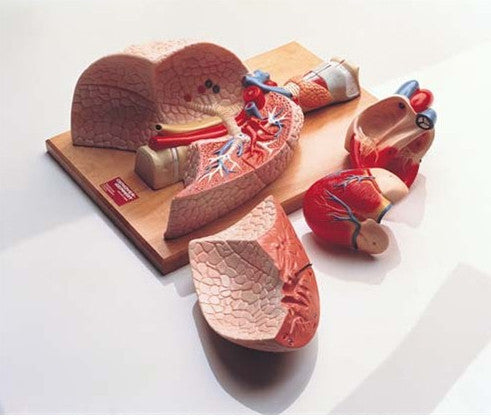 Cardiopulmonary System Model (Heart and Respiratory Organs)