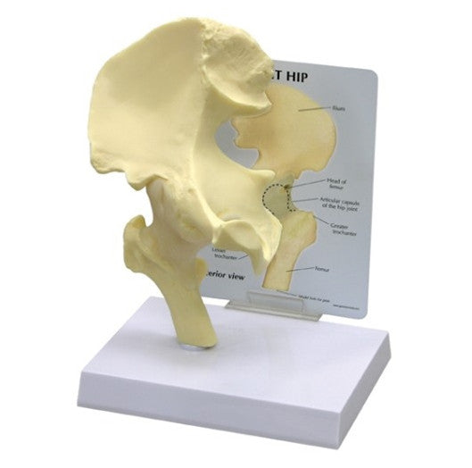 Hip Joint Anatomy Model