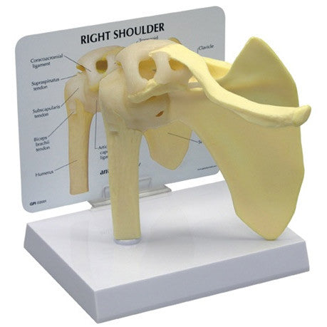 Life-size anatomical model of the right shoulder