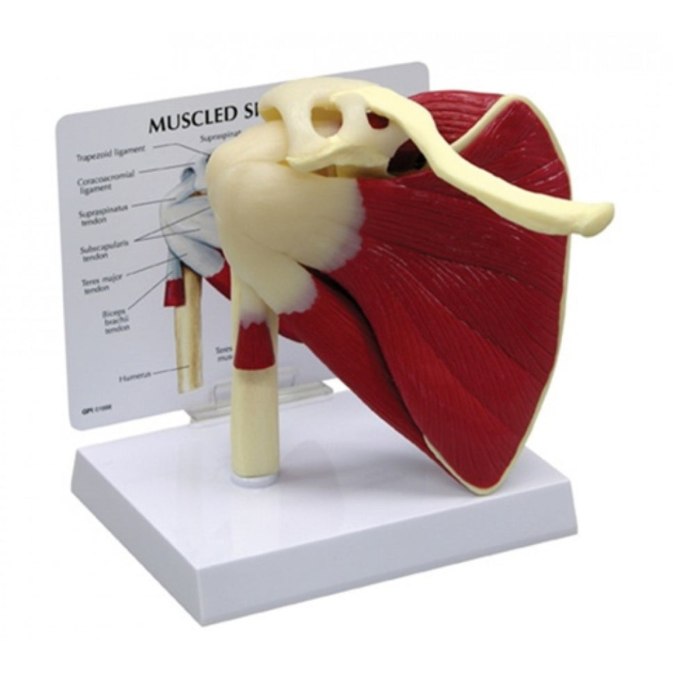 Shoulder Anatomy & Pathology Collection