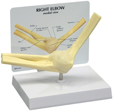 Elbow Joint Anatomy Model