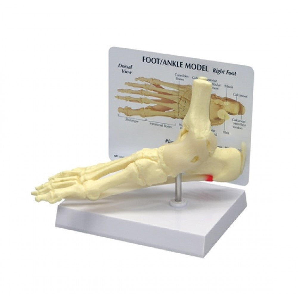 Lower Limb Patient Education Collection