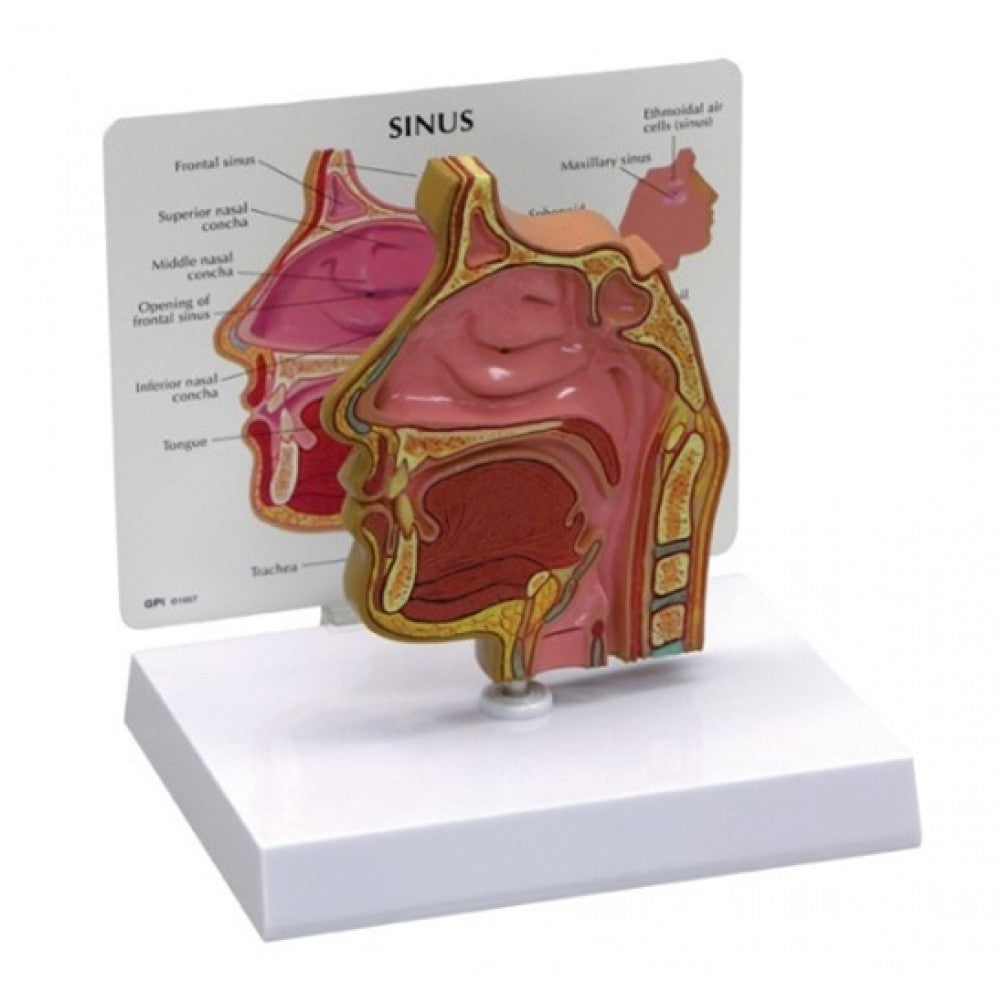 Sinus model with education card