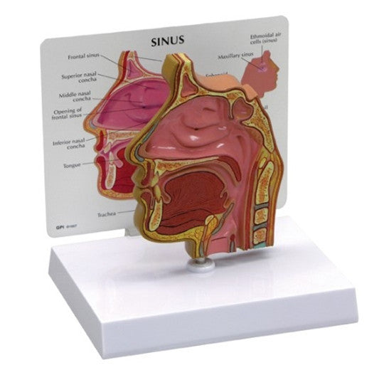 Sinus Model, with key card - 2850