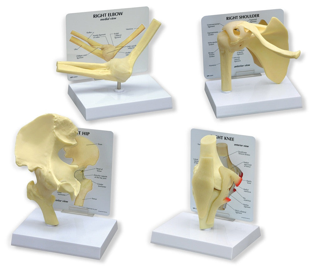 Basic Joint Model Set (Hip, Knee, Elbow and Shoulder)