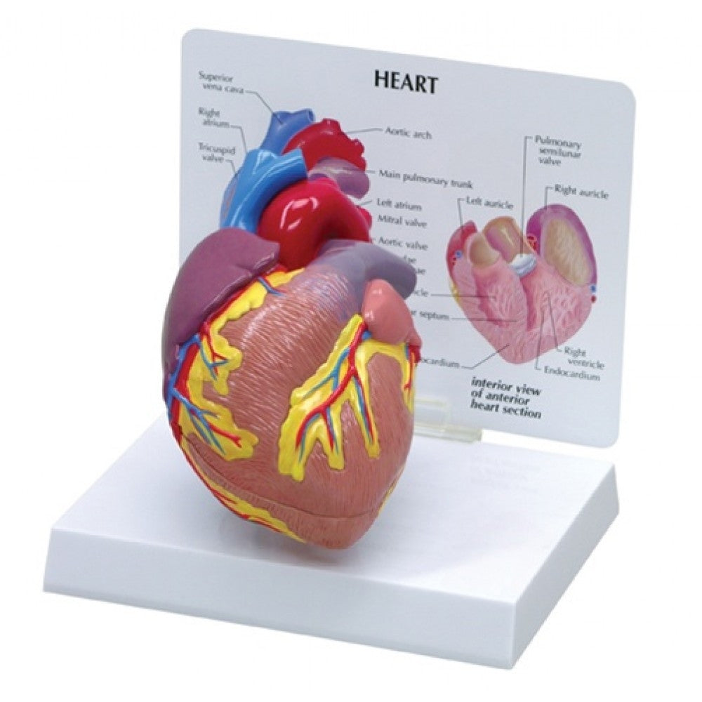 Heart demonstration model