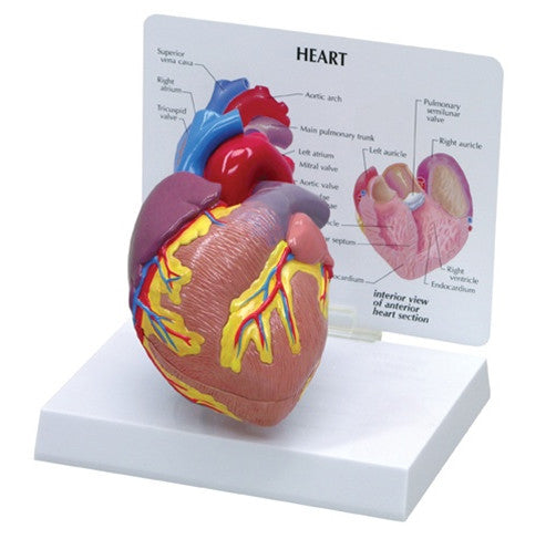 Cutaway Heart Model