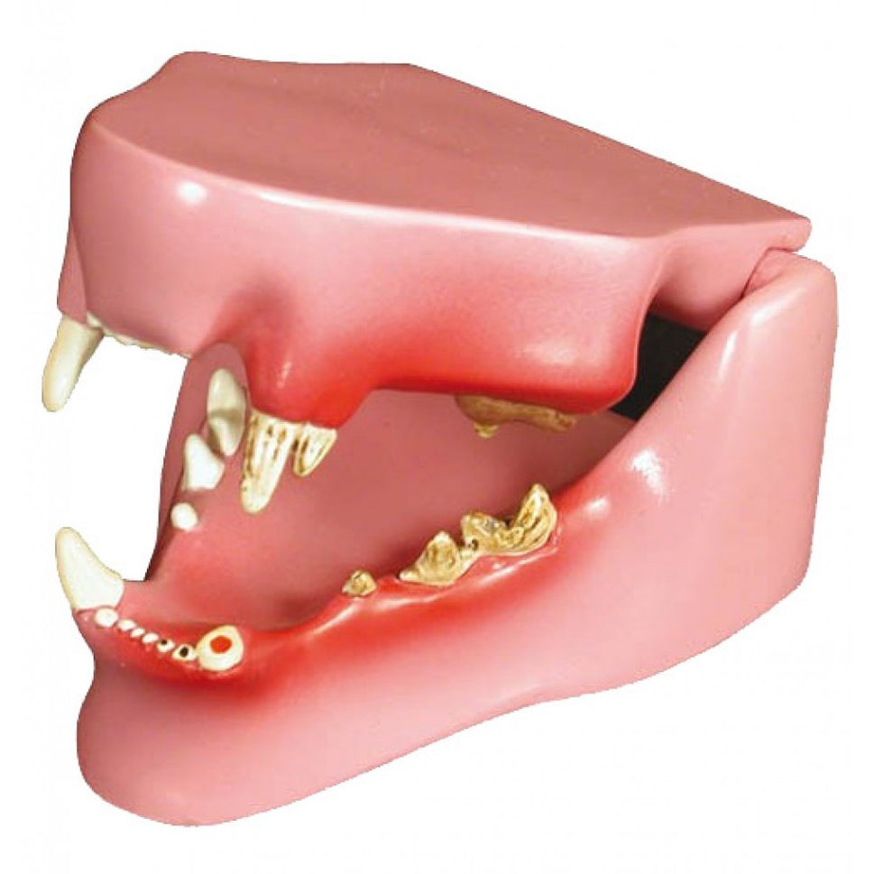 Veterinary Dental Collection